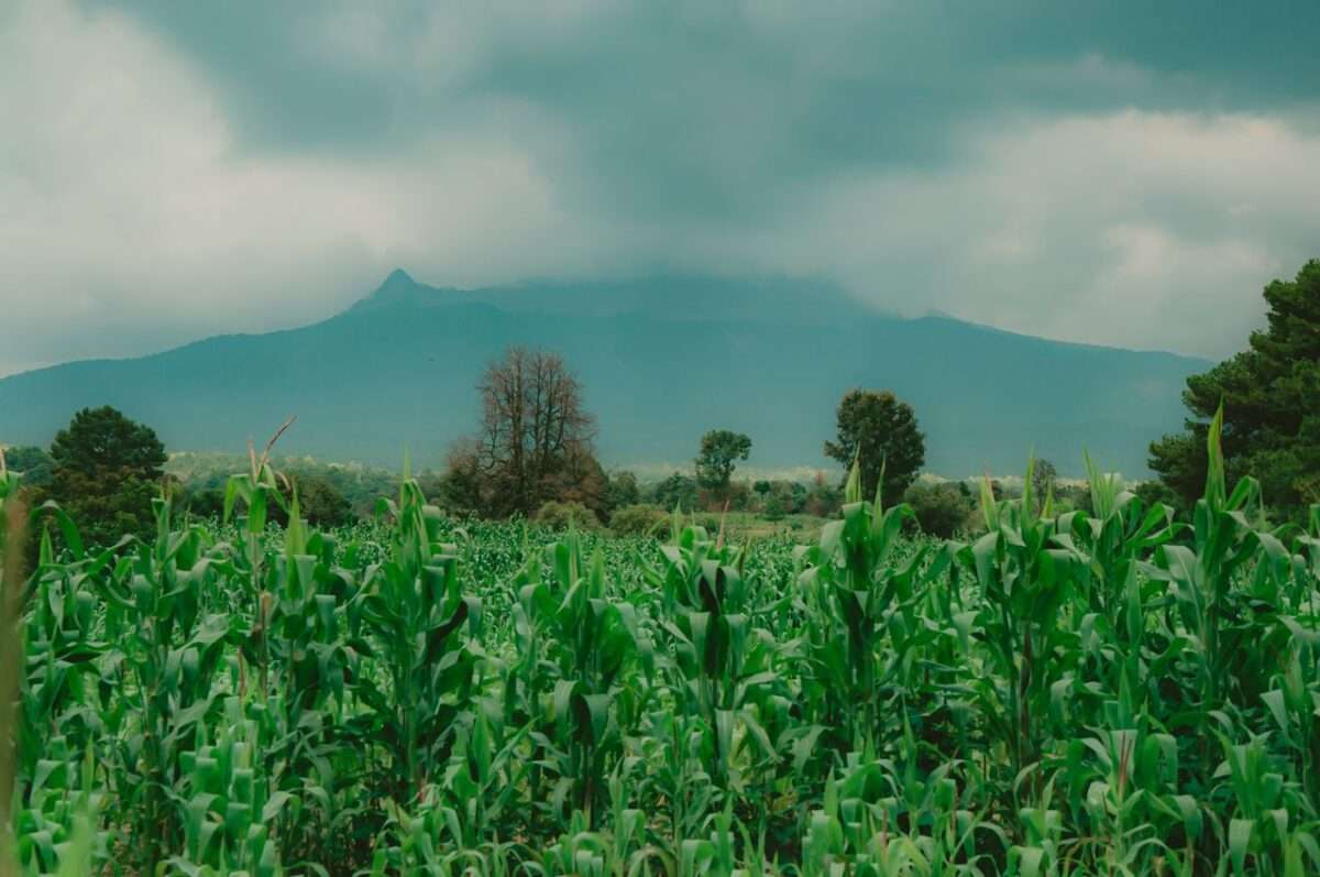 Older than the Country Itself: Corn in Guatemala